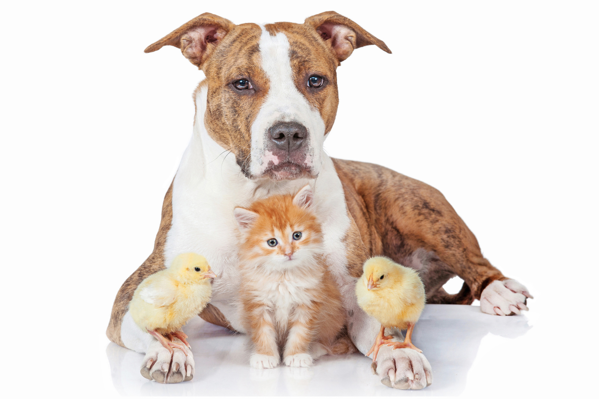 Gaan kippen goed samen met katten en honden? Met tips om ze te introduceren