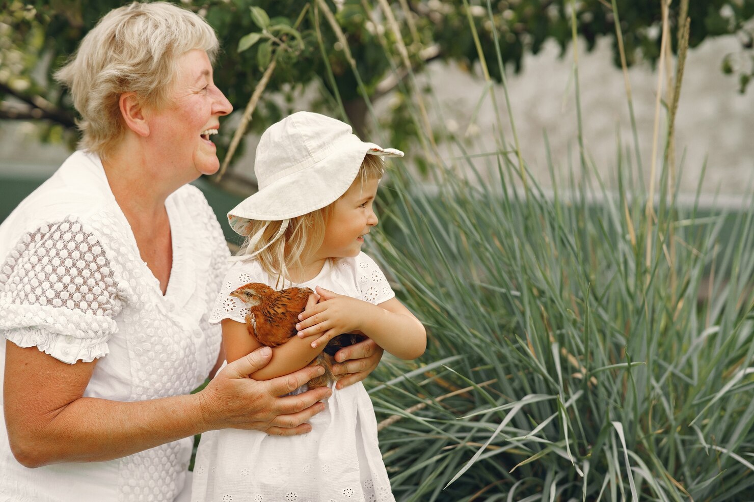 Kippen verzorgen in 10 stappen