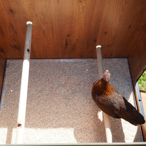 classic L kippenhok binnenkant