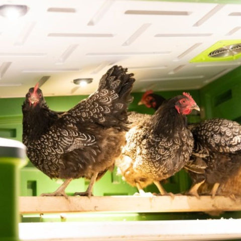 Kunststof kippenhok Kerbl op wielen - 119x96x162cm