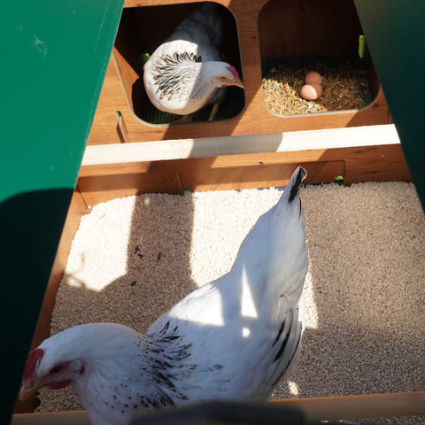 Kippenhok Cucciolotta binnenkant kippen