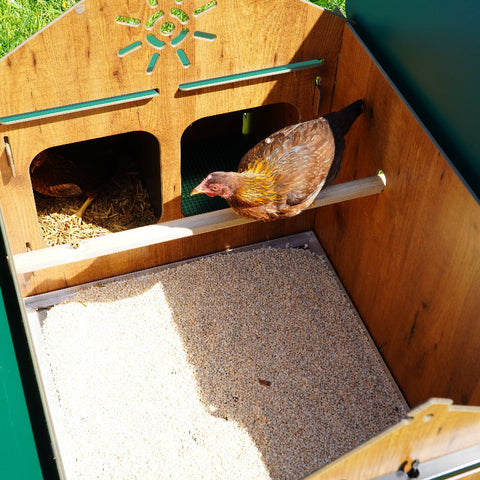 Kippenhok_Cucciolotta_Polly_Classic met kip op zitstok binnenkant hok