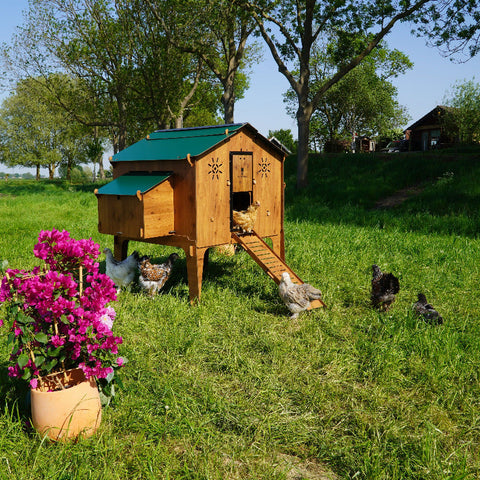 Kippenhok_Cucciolotta_Polly_Duplex_4XL zij aanzicht buiten met kippen