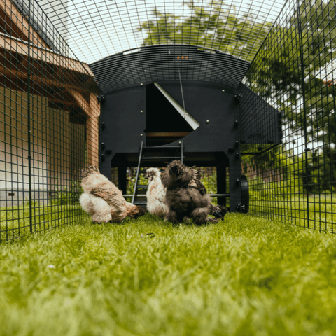 Kippenren Nestera - Uitbreidingsset van 1 meter