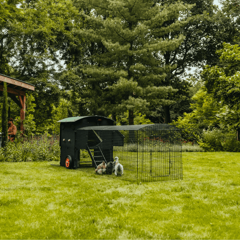 Kippenren Nestera - Uitbreidingsset van 1 meter