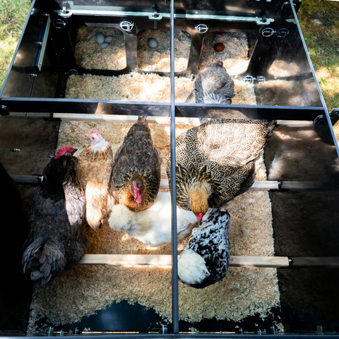 Kunststof Kippenhok met kippenren Nestera: Aspen 10