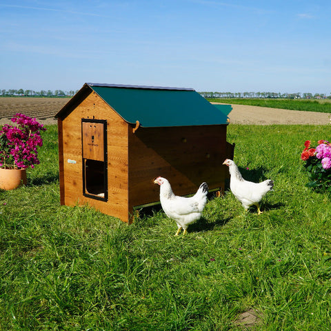 Pollyclassicxxl_2 zijkant buiten kippen 