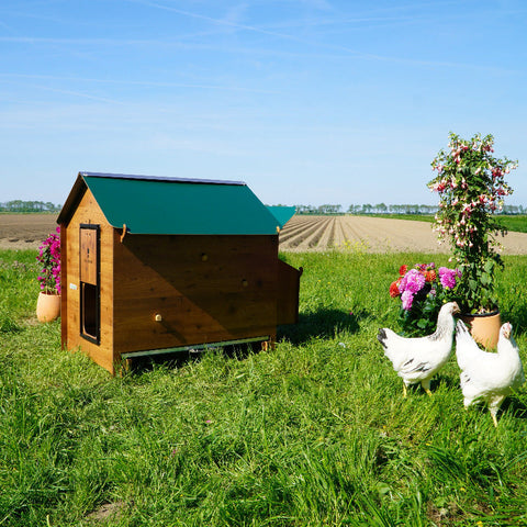 Pollyclassicxxl_2 zijkant buiten kippen 