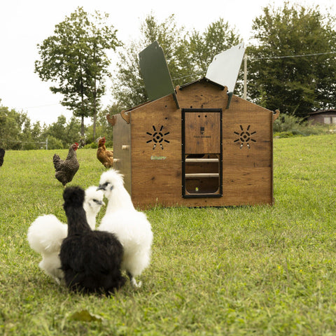Chalet 2XL kippenhok voor 8 tot 10 kippen met legnest en stijlvolle houtlook afwerking. Vooraanzicht hok met kippen