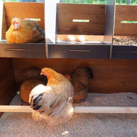 Cucciolotta Polly Farm Evolution  met automatische deuropener en legnest – duurzaam HPL, onderhoudsvrij en geschikt voor 10 tot 15 kippen.