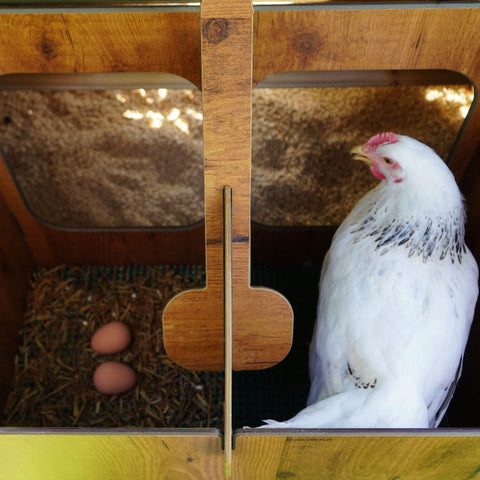 Cucciolotta duplex xxl kippenhok binnen