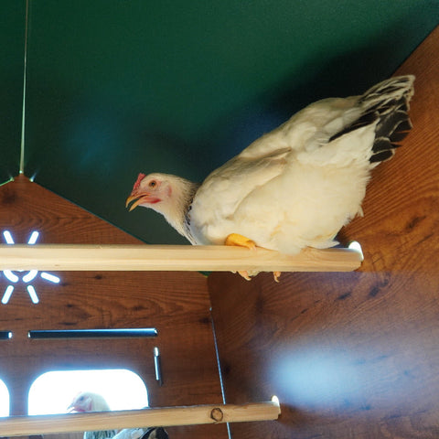 kippenhok met kip op zitstok binnenkant kippenhok 