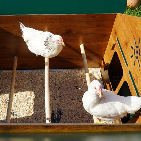 kippenhok polly classic anti bloedluis cucciolotta binnenkant kippen