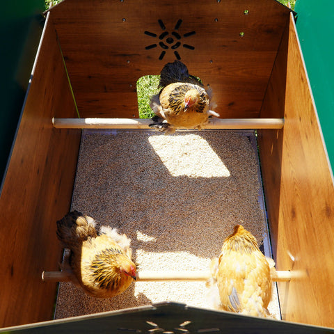 Kippenhok Polly Classic XL binnenkant kippen