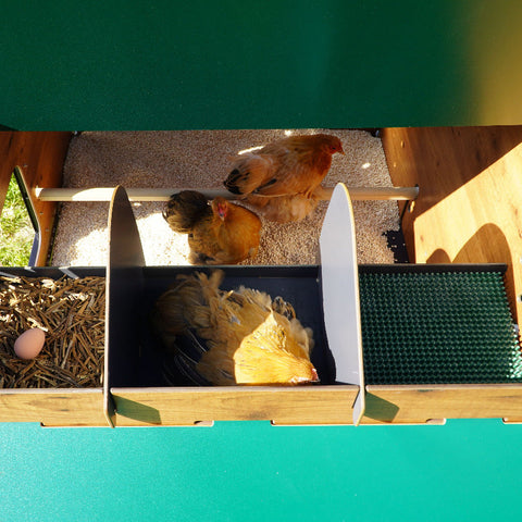 Cucciolotta Polly Farm Evolution  met automatische deuropener en legnest – duurzaam HPL, onderhoudsvrij en geschikt voor 10 tot 15 kippen.