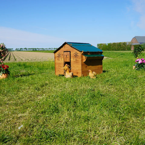 Cucciolotta Polly Farm Evolution  met automatische deuropener en legnest – duurzaam HPL, onderhoudsvrij en geschikt voor 10 tot 15 kippen.
