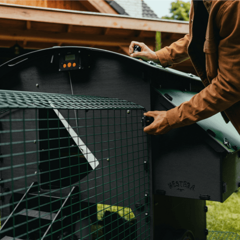 Sfeerfoto Nestera kunststof kippenhok groot met 2 meter ren, schuin vooraanzicht in een achtertuin op het gras. Een man houdt een van de klemmen van de ren vast.