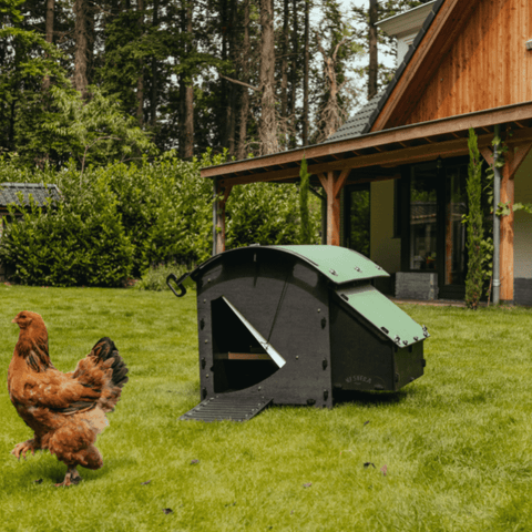 Nestera kunststof kippenhok medium sfeerfoto vooraanzicht, op het gras met een kip in de achtertuin.